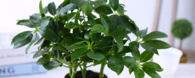 什麼是凈化空氣的室內植物 有凈化空氣作用的室內植物有什麼