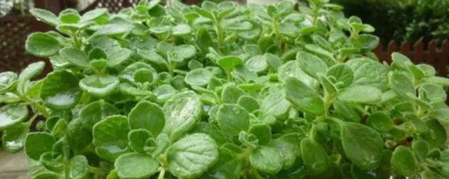 碰碰香植物怎麼養 碰碰香植物如何養