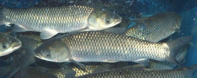 大草魚怎麼養殖技術 如何養殖大草魚