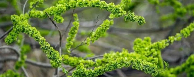 蒸榆錢的方法 怎麼做蒸榆錢