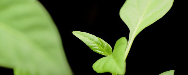 盆栽常綠植物的養護技巧 盆栽常綠植物的養護有哪些技巧