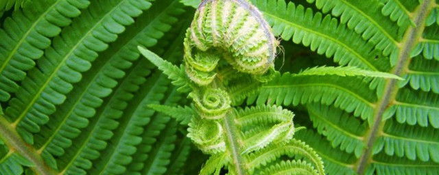 一種蕨類植物育種方法 關於蕨類植物育種方法