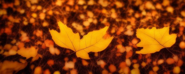 一叶落知天下秋历史典故