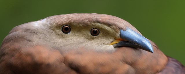 喙长三尺历史典故