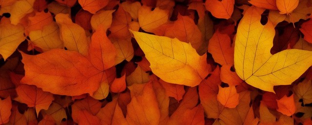 一叶知秋历史典故