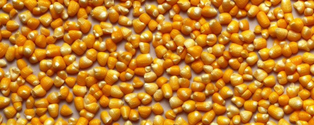 晒干玉米粒的做法大全