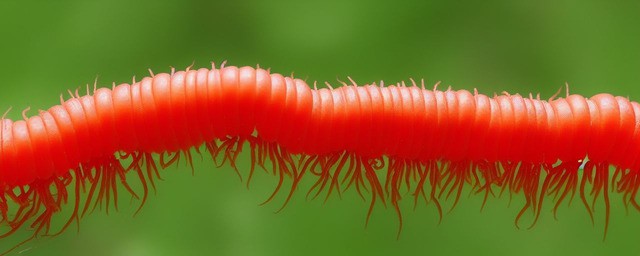 红虫是什么的幼虫