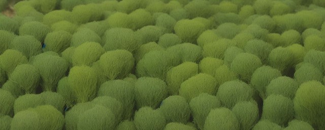 煎茶法历史溯源