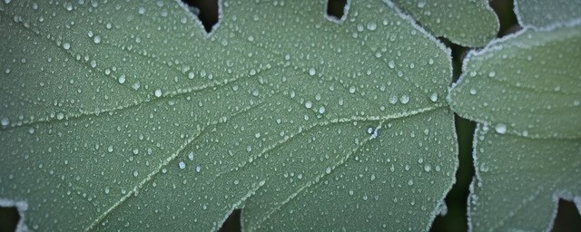 霜露之思历史典故