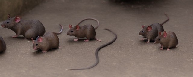 貊乡鼠攘历史典故