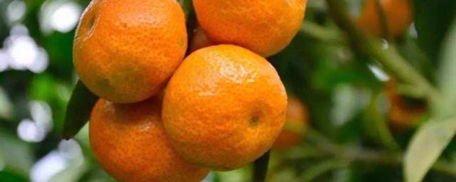 柑橘移栽技巧 怎麼栽柑橘