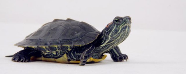 塑料箱養龜方法 養龜的方法介紹