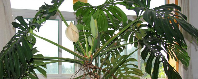 在傢裡種什麼植物吸甲醛最好 在傢裡種的吸甲醛最好的植物簡述