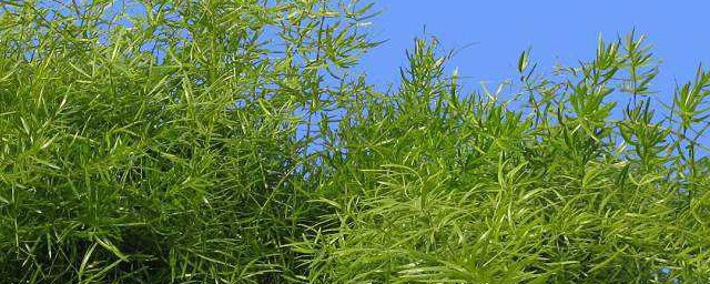 養武竹的正確方法 怎麼養殖武竹