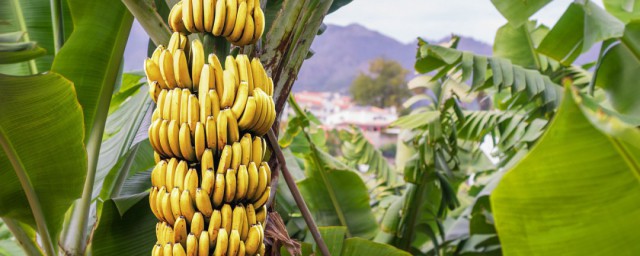 香蕉傢庭種植方法 選什麼品種最好