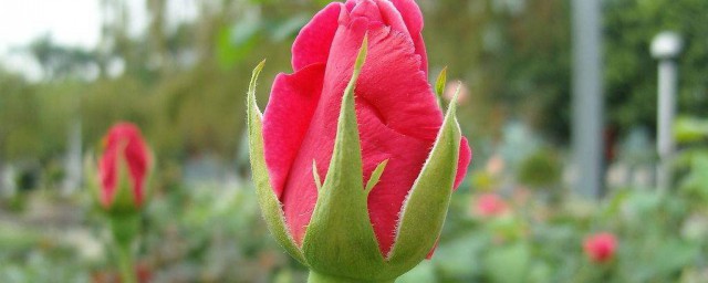 玫瑰花如何種植方法 玫瑰花如何種植方法分享