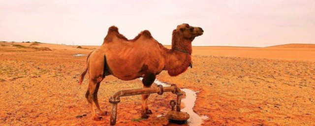 沙漠駱駝的駝峰是用來儲存什麼的 沙漠駱駝的駝峰的作用