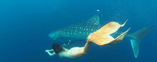 人們常說的美人魚實際是指哪種海洋動物? 儒艮介紹