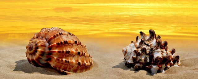海邊的海螺怎麼做 海螺簡單做法