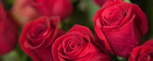 玫瑰的顏色代表什麼意思 玫瑰的顏色分別是什麼意思