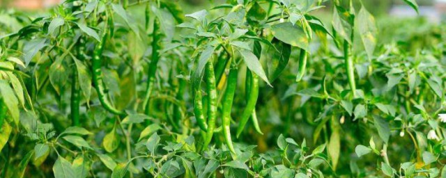 牛角椒的種植方法 牛角椒如何種植