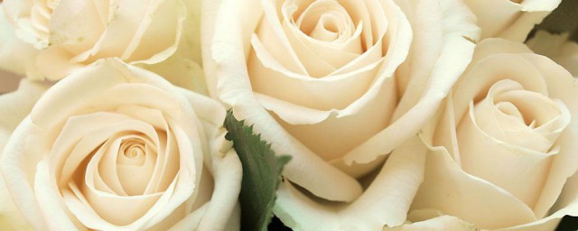 送白玫瑰代表什麼意思 白玫瑰的花語是什麼