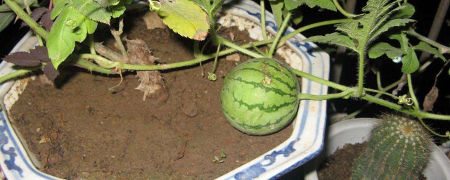 陽臺種西瓜種植方法 怎麼在陽臺種西瓜