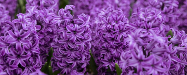 紫色風信子花語是什麼 紫色風信子花語簡單介紹