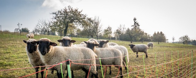 養羊育肥最佳方法 這三種方式都很有效