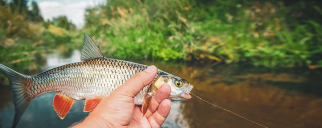 釣白鰱魚方法 應該用什麼餌料