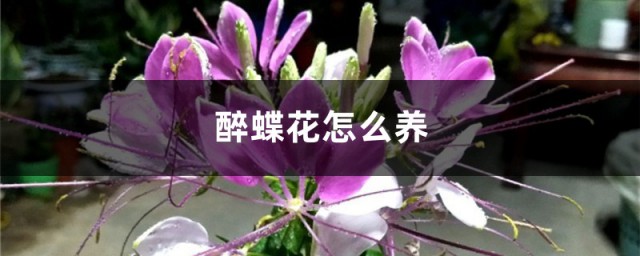 醉蝶花的種植方法 醉蝶花的正確養法