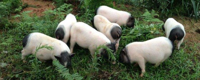 土豬養殖的方法 土豬養殖的方法簡單介紹