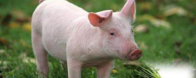 豬催肥最快方法 豬催肥最快方法是什麼