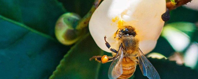 蜂王漿真假辨別方法 蜂王漿的作用和功效