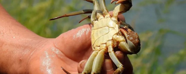 螃蟹傢養方法 螃蟹的養殖方法