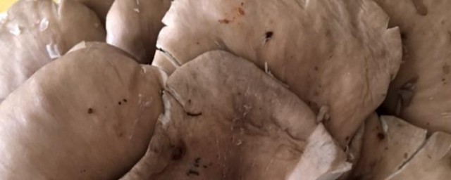 鮮蘑種植方法 怎麼種植鮮菇