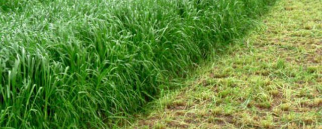 黑麥草種植方法 黑麥草如何種植