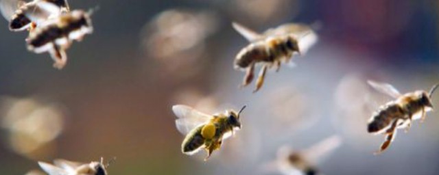蜜蜂蟄瞭怎麼處理 蜜蜂蟄後處理方法