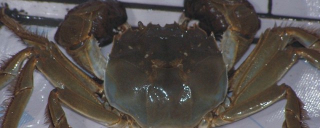 活螃蟹的保存方法 活螃蟹的保存方法介紹