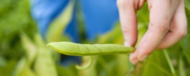 種植豆子方法 黃豆種植方法分享