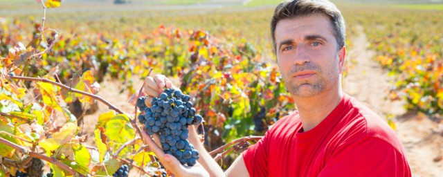栽種葡萄方法 種植葡萄應該如何施肥