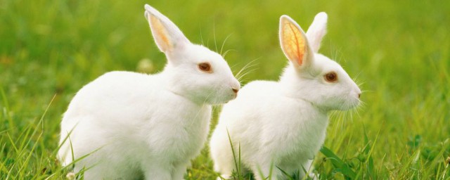 小院怎麼做兔窩 兔子窩要講究什麼