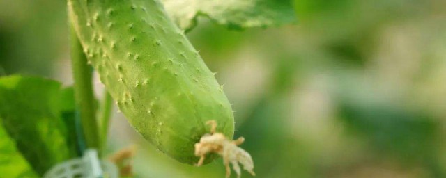 黃瓜種植技術及時間 黃瓜怎麼種植