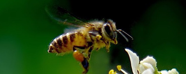 有關蜜蜂的簡單知識 蜜蜂的介紹