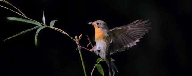 早起的鳥兒有蟲吃是什麼意思 早起的鳥兒有蟲吃比喻什麼
