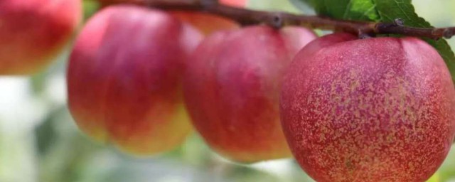 肉桃的種植方法 肉桃如何種植