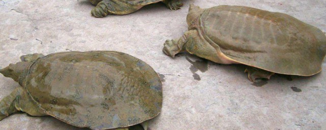 巴西龜冬眠方法 巴西龜的冬眠方法介紹