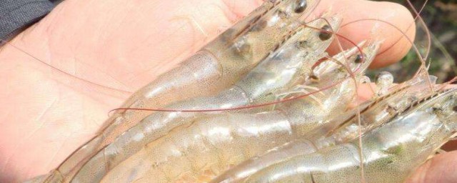 基圍蝦如何正確的養殖 如何正確的養殖基圍蝦