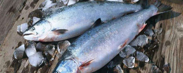 急凍海魚方法 怎麼急凍海魚