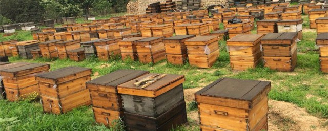 地蜂養殖方法 地蜂養殖方法介紹